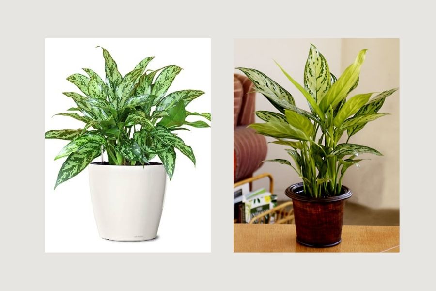 c&acirc;y xanh trong ph&ograve;ng kh&aacute;ch spa, c&acirc;y xanh trong ph&ograve;ng kh&aacute;ch 