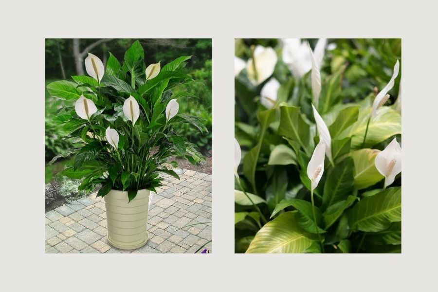 c&acirc;y xanh trong ph&ograve;ng kh&aacute;ch spa, c&acirc;y xanh trong ph&ograve;ng kh&aacute;ch 