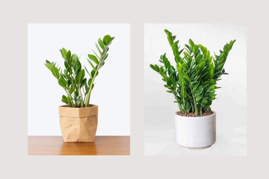 c&acirc;y xanh trong ph&ograve;ng kh&aacute;ch spa, c&acirc;y xanh trong ph&ograve;ng kh&aacute;ch 