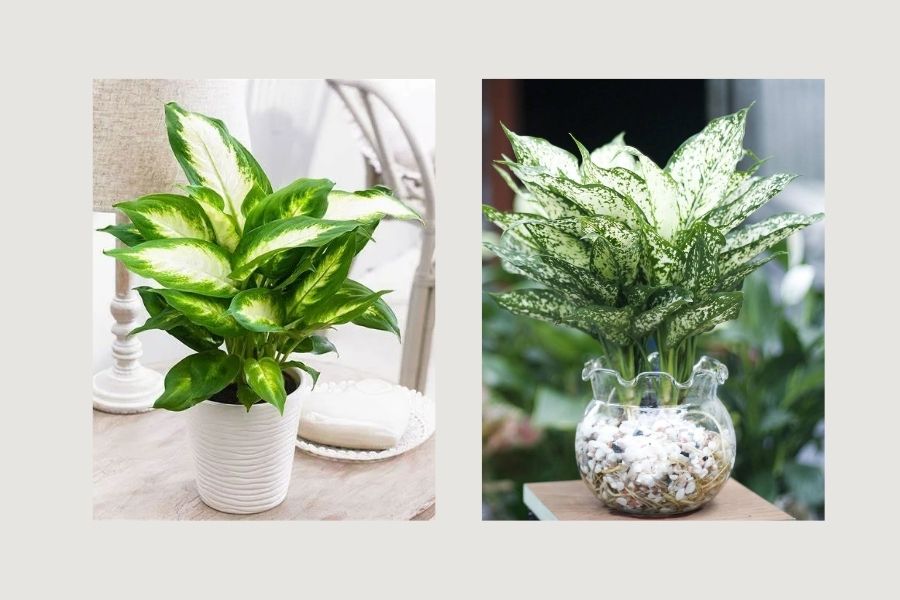 c&acirc;y xanh trong ph&ograve;ng kh&aacute;ch spa, c&acirc;y xanh trong ph&ograve;ng kh&aacute;ch 