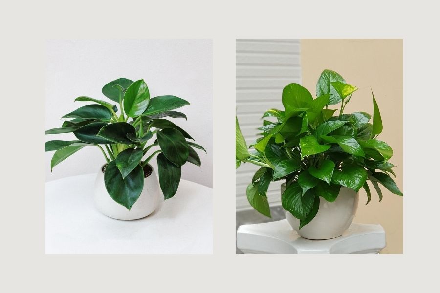 c&acirc;y xanh trong ph&ograve;ng kh&aacute;ch spa, c&acirc;y xanh trong ph&ograve;ng kh&aacute;ch 