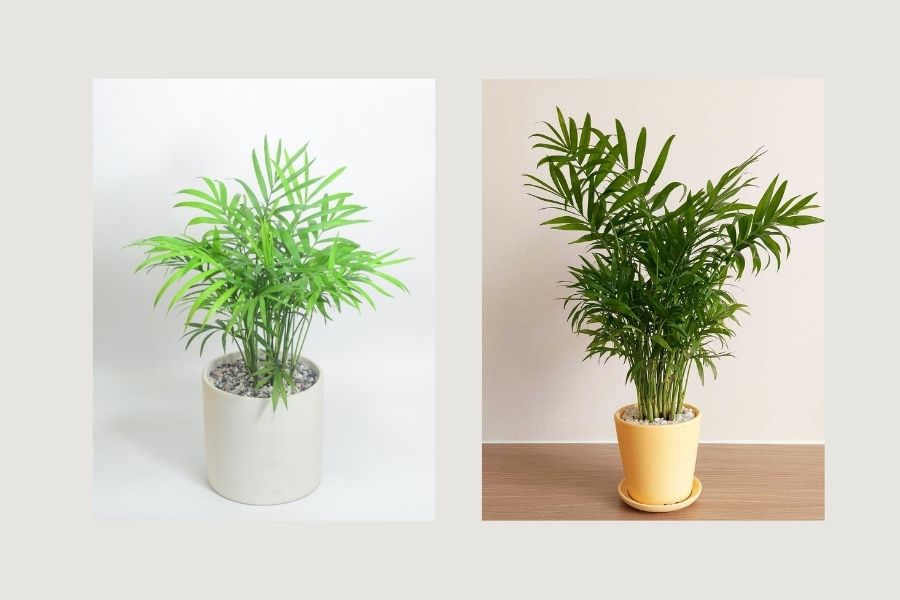 c&acirc;y xanh trong ph&ograve;ng kh&aacute;ch spa, c&acirc;y xanh trong ph&ograve;ng kh&aacute;ch 