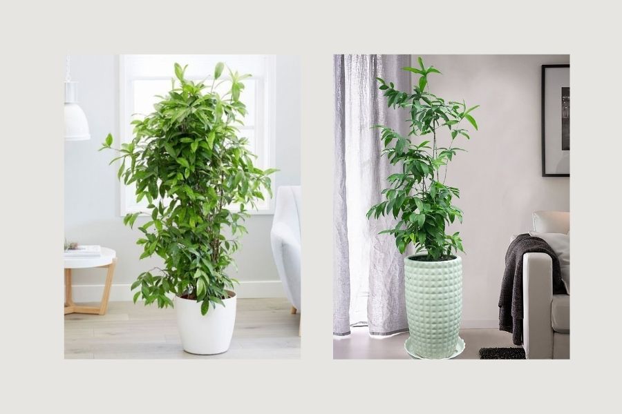 c&acirc;y xanh trong ph&ograve;ng kh&aacute;ch spa, c&acirc;y xanh trong ph&ograve;ng kh&aacute;ch 