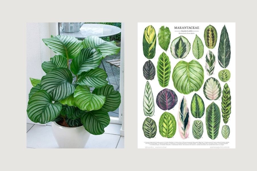 c&acirc;y xanh trong ph&ograve;ng kh&aacute;ch spa, c&acirc;y xanh trong ph&ograve;ng kh&aacute;ch 