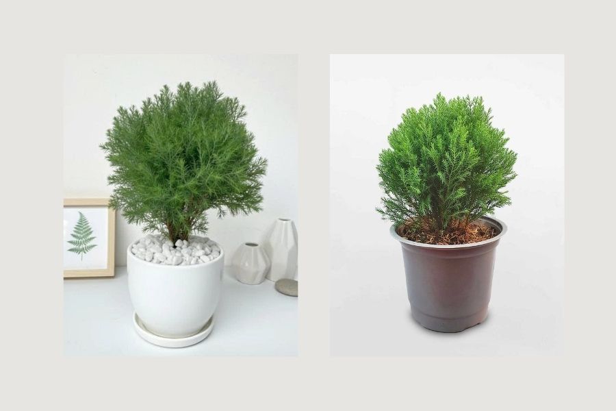 c&acirc;y xanh trong ph&ograve;ng kh&aacute;ch spa, c&acirc;y xanh trong ph&ograve;ng kh&aacute;ch 