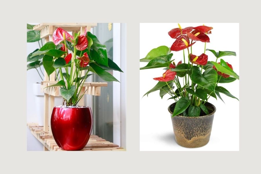 c&acirc;y xanh trong ph&ograve;ng kh&aacute;ch spa, c&acirc;y xanh trong ph&ograve;ng kh&aacute;ch 