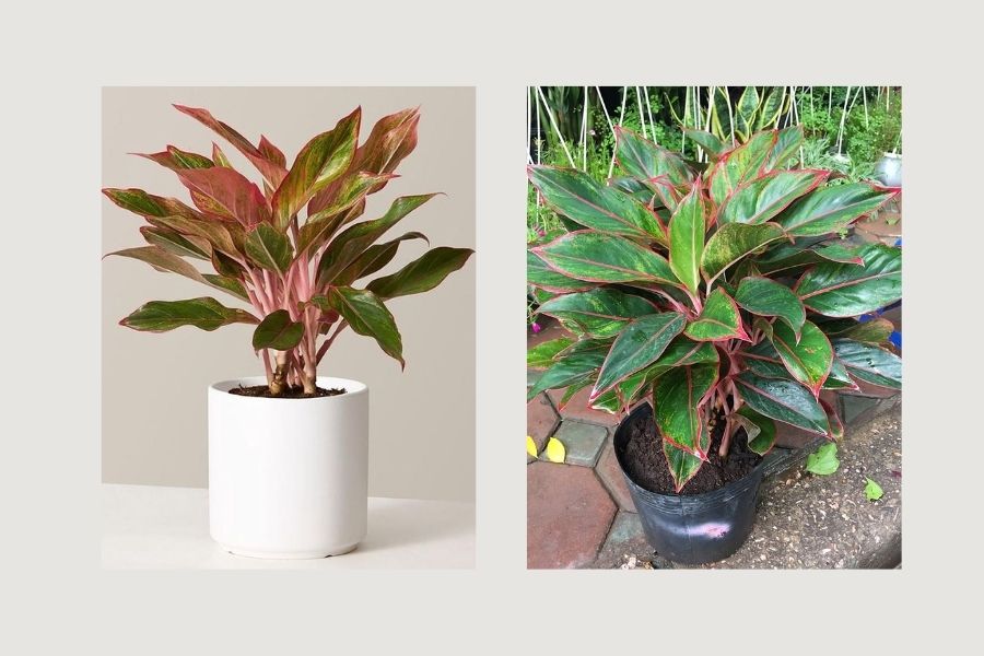 c&acirc;y xanh trong ph&ograve;ng kh&aacute;ch spa, c&acirc;y xanh trong ph&ograve;ng kh&aacute;ch 