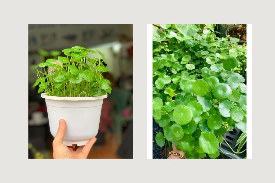 c&acirc;y xanh trong ph&ograve;ng kh&aacute;ch spa, c&acirc;y xanh trong ph&ograve;ng kh&aacute;ch 