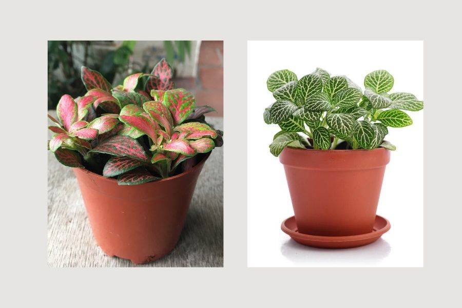 c&acirc;y xanh trong ph&ograve;ng kh&aacute;ch spa, c&acirc;y xanh trong ph&ograve;ng kh&aacute;ch 