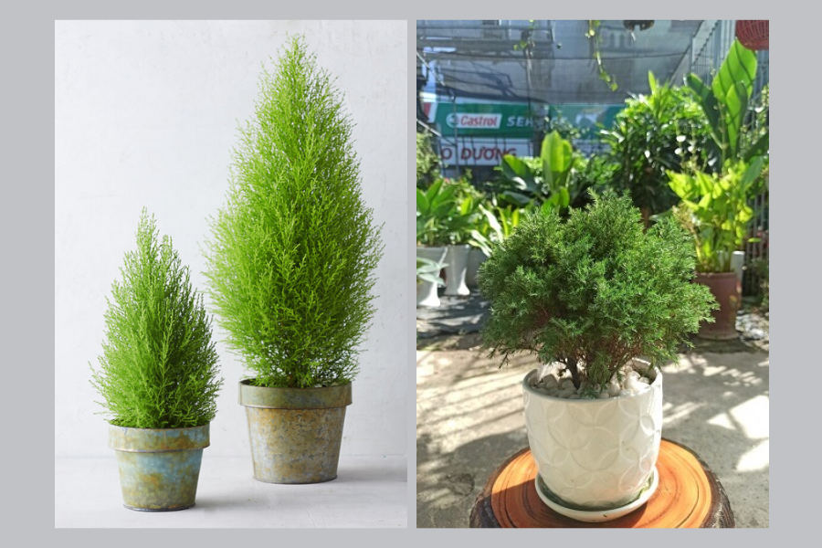 cây xanh trong phòng khách spa, cây xanh trong phòng khách 