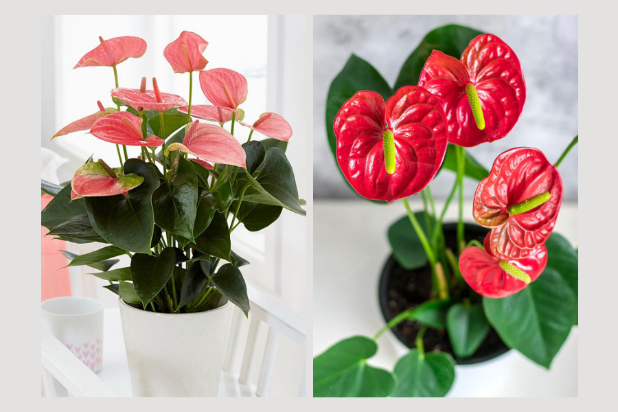 cây xanh trong phòng khách spa, cây xanh trong phòng khách 