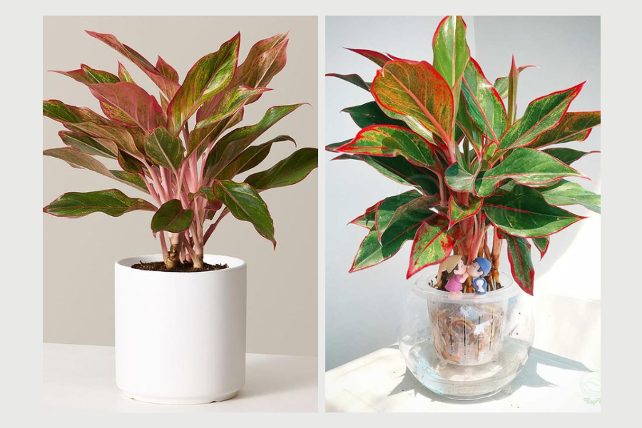 cây xanh trong phòng khách spa, cây xanh trong phòng khách 