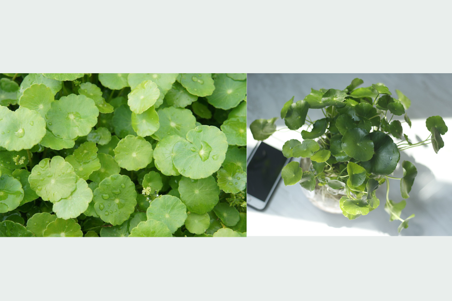 cây xanh trong phòng khách spa, cây xanh trong phòng khách 