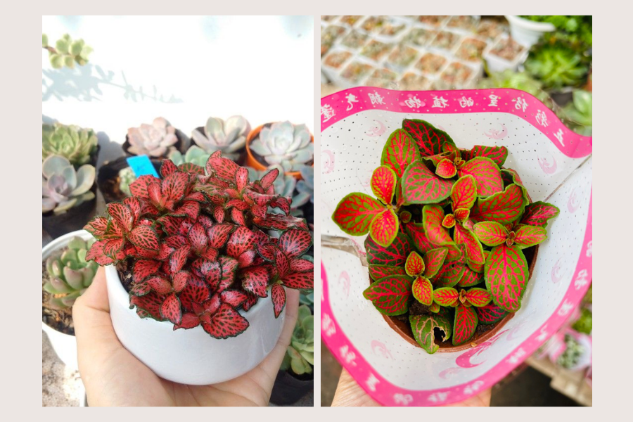 cây xanh trong phòng khách spa, cây xanh trong phòng khách 