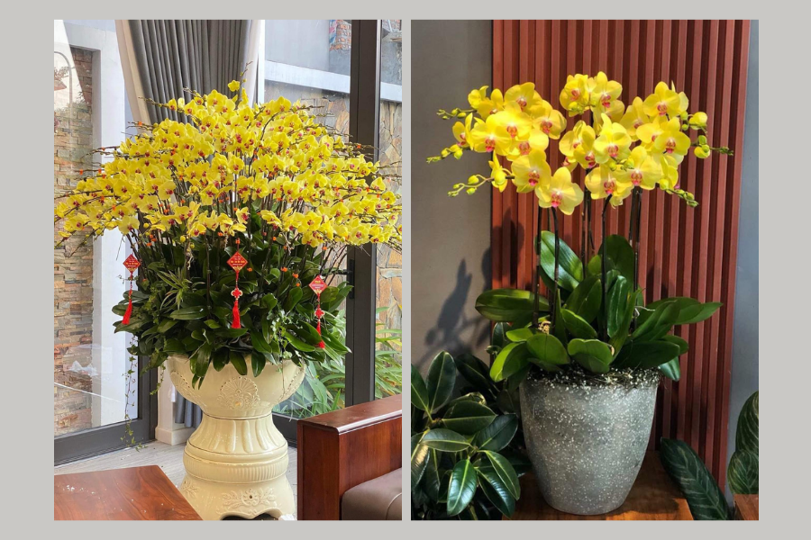 cây xanh trong phòng khách spa, cây xanh trong phòng khách 