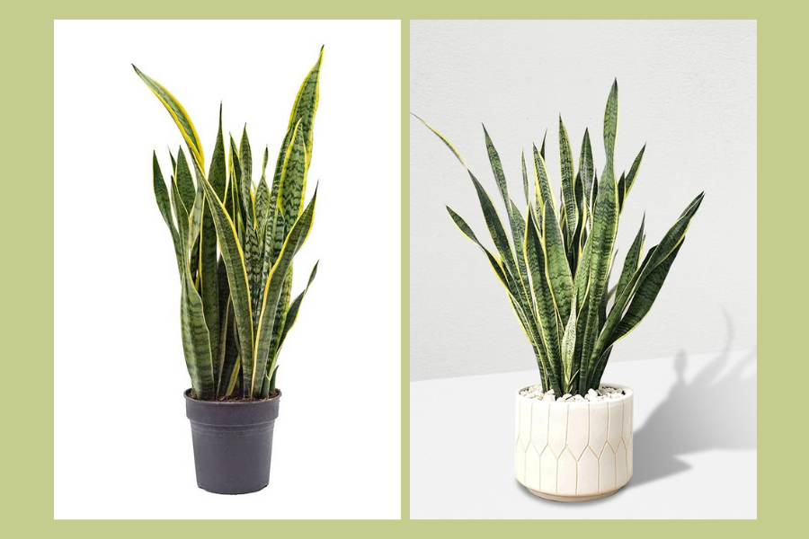 cây xanh trong phòng khách spa, cây xanh trong phòng khách 