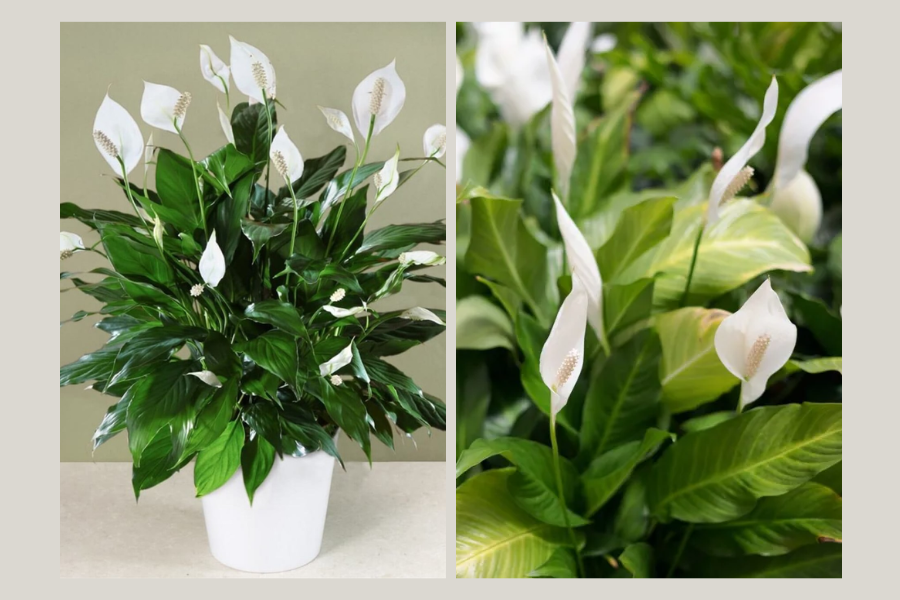 cây xanh trong phòng khách spa, cây xanh trong phòng khách 