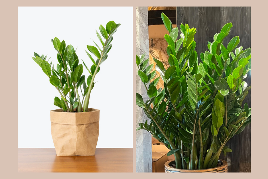 cây xanh trong phòng khách spa, cây xanh trong phòng khách 