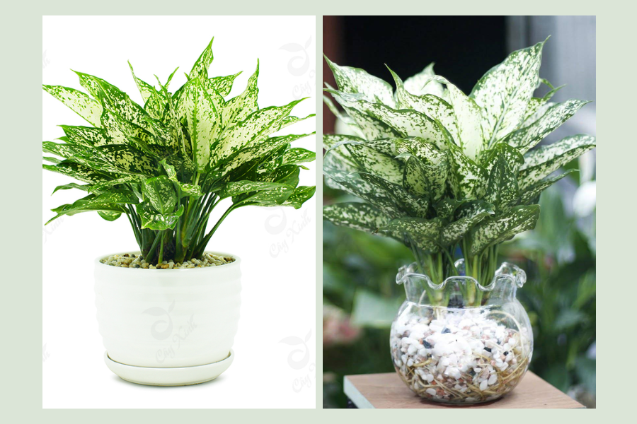 cây xanh trong phòng khách spa, cây xanh trong phòng khách 