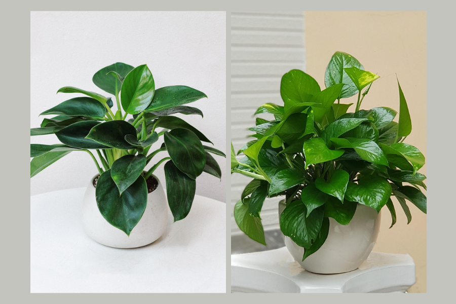 cây xanh trong phòng khách spa, cây xanh trong phòng khách 