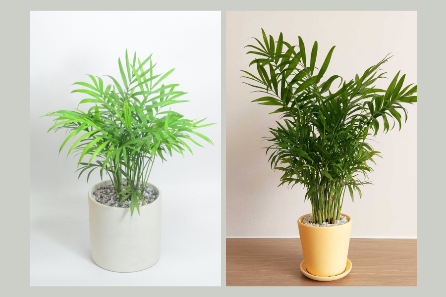 cây xanh trong phòng khách spa, cây xanh trong phòng khách 