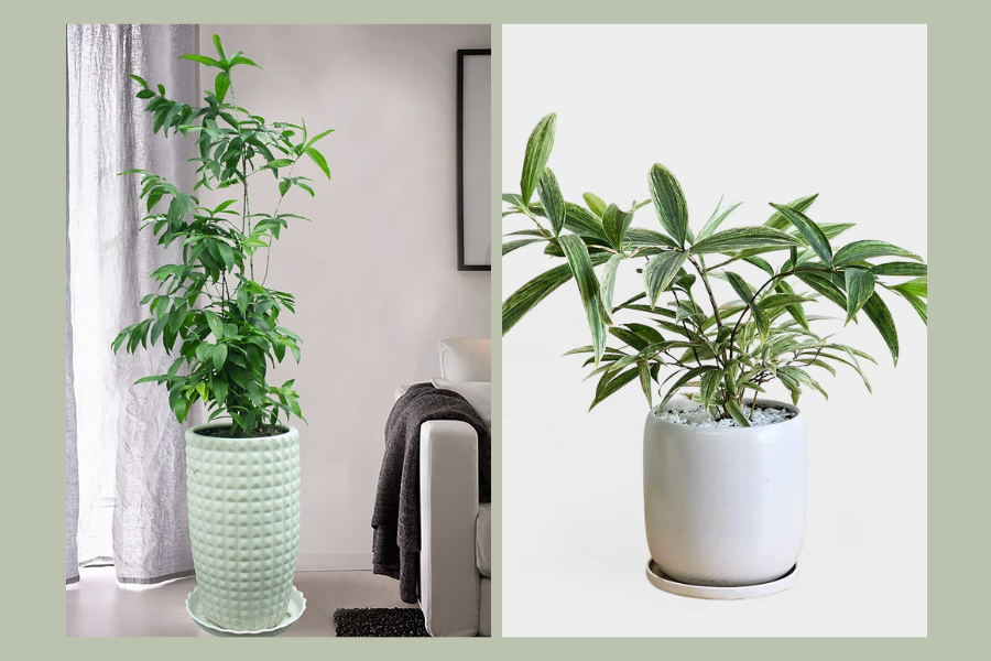 cây xanh trong phòng khách spa, cây xanh trong phòng khách 