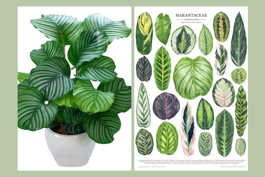 cây xanh trong phòng khách spa, cây xanh trong phòng khách 