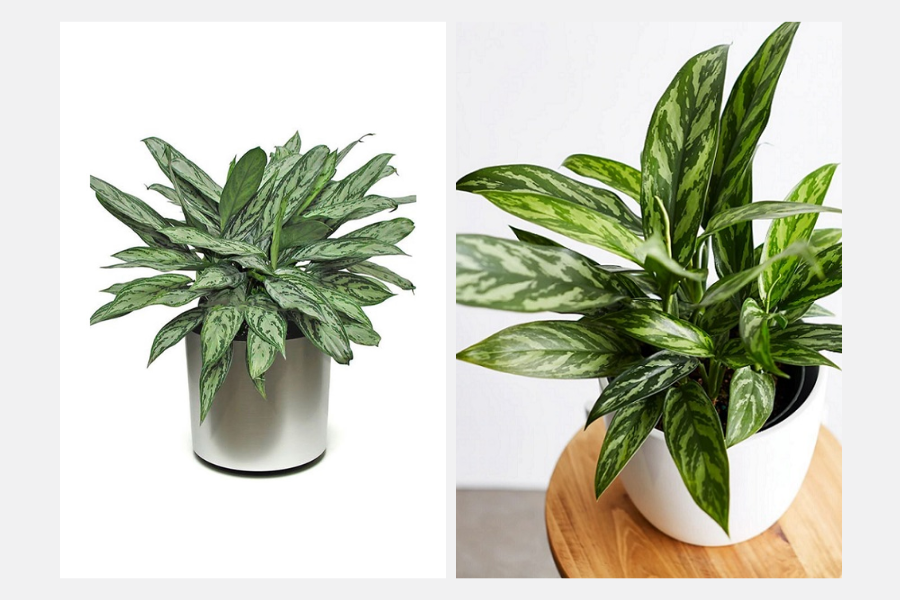 cây xanh trong phòng khách spa, cây xanh trong phòng khách 