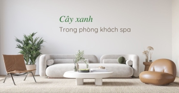 TOP 20+ cây xanh trong phòng khách spa may mắn, thu hút tài lộc