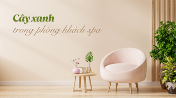 TOP 20+ cây xanh trong phòng khách spa may mắn, thu hút tài lộc